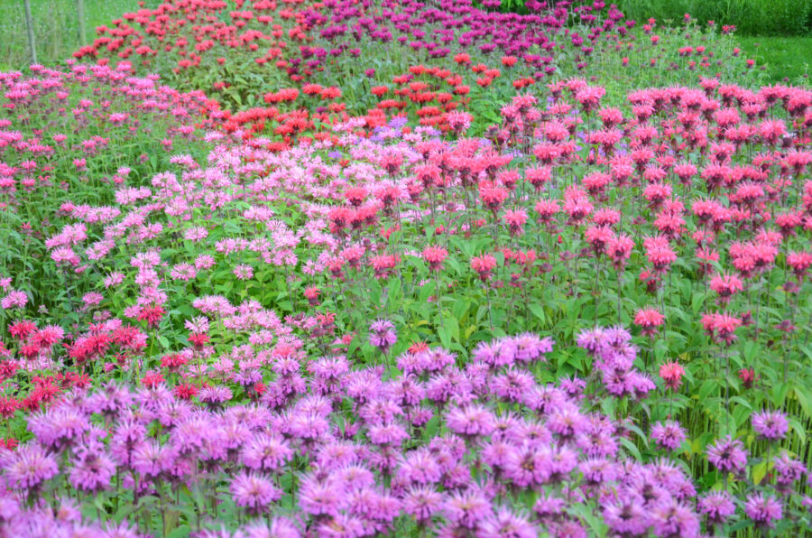 Staudensichtung Monarda in Weinheim