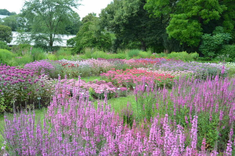 Staudensichtung Monarda in Weihenstephan, Foto: Bernd Hertle