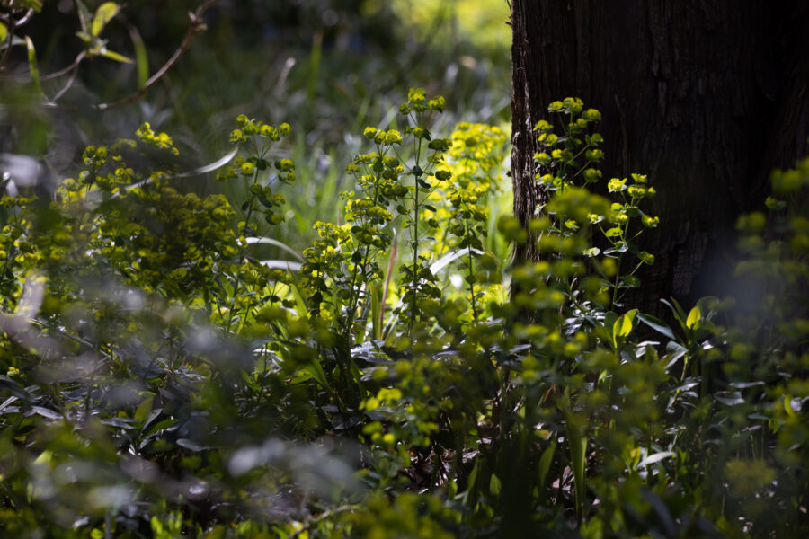 Foto: Sylvia Knittel