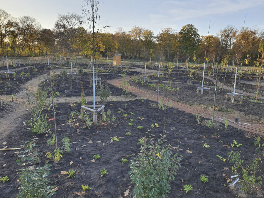 Foto: Volker Kranz, Permakultur Waldgarten