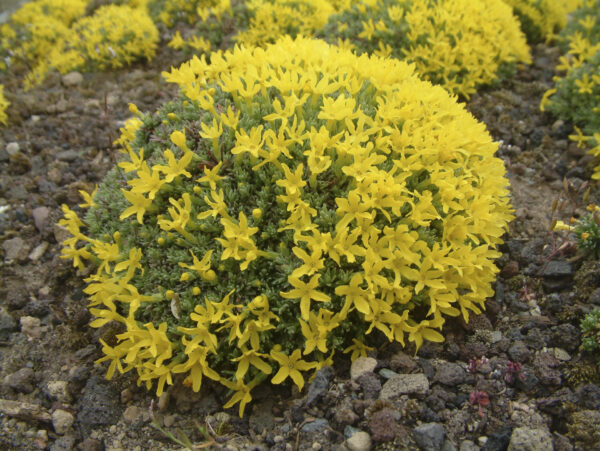 Douglasia vitaliana var. cinerea, Steingarten, Alpinum. Foto: Thomas Eidmann