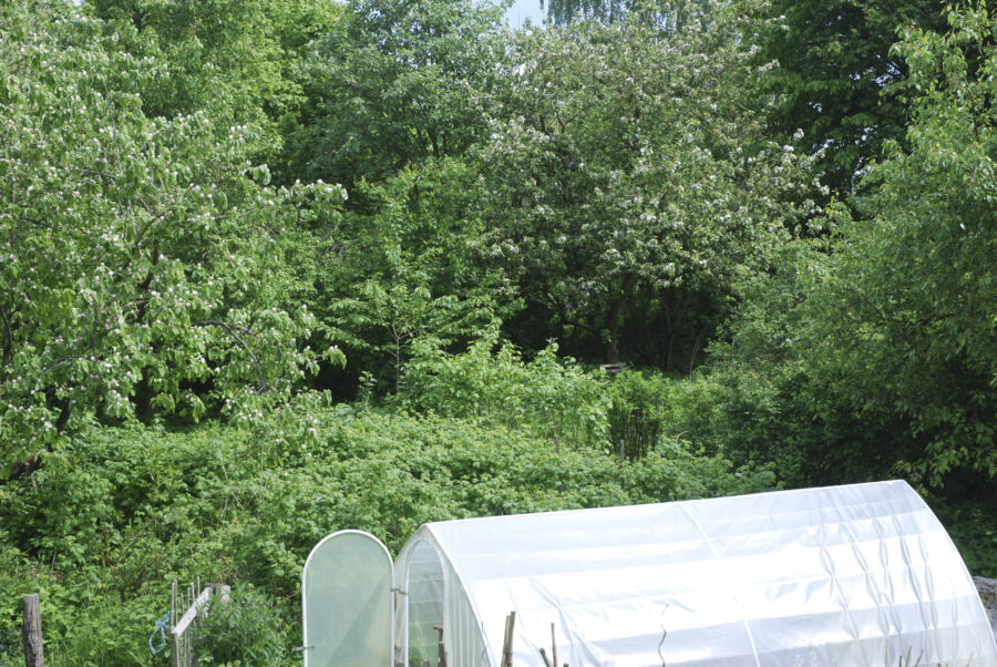 Foto: Volker Kranz, Waldgartenrand