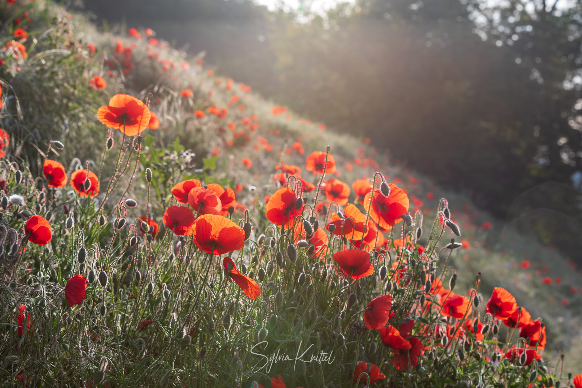 Mohnblumen auf der Wiese