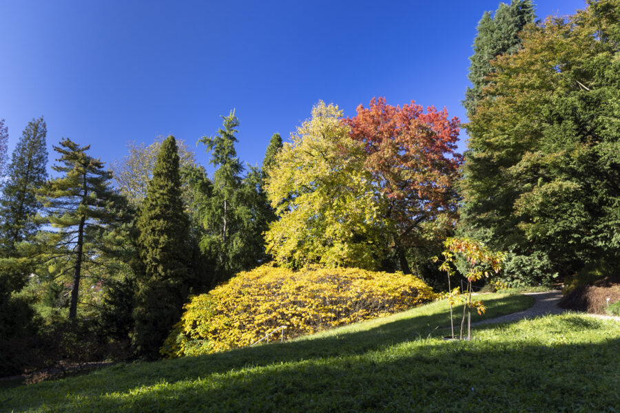 Foto: Sylvia Knittel, Arboretum Park Härle
