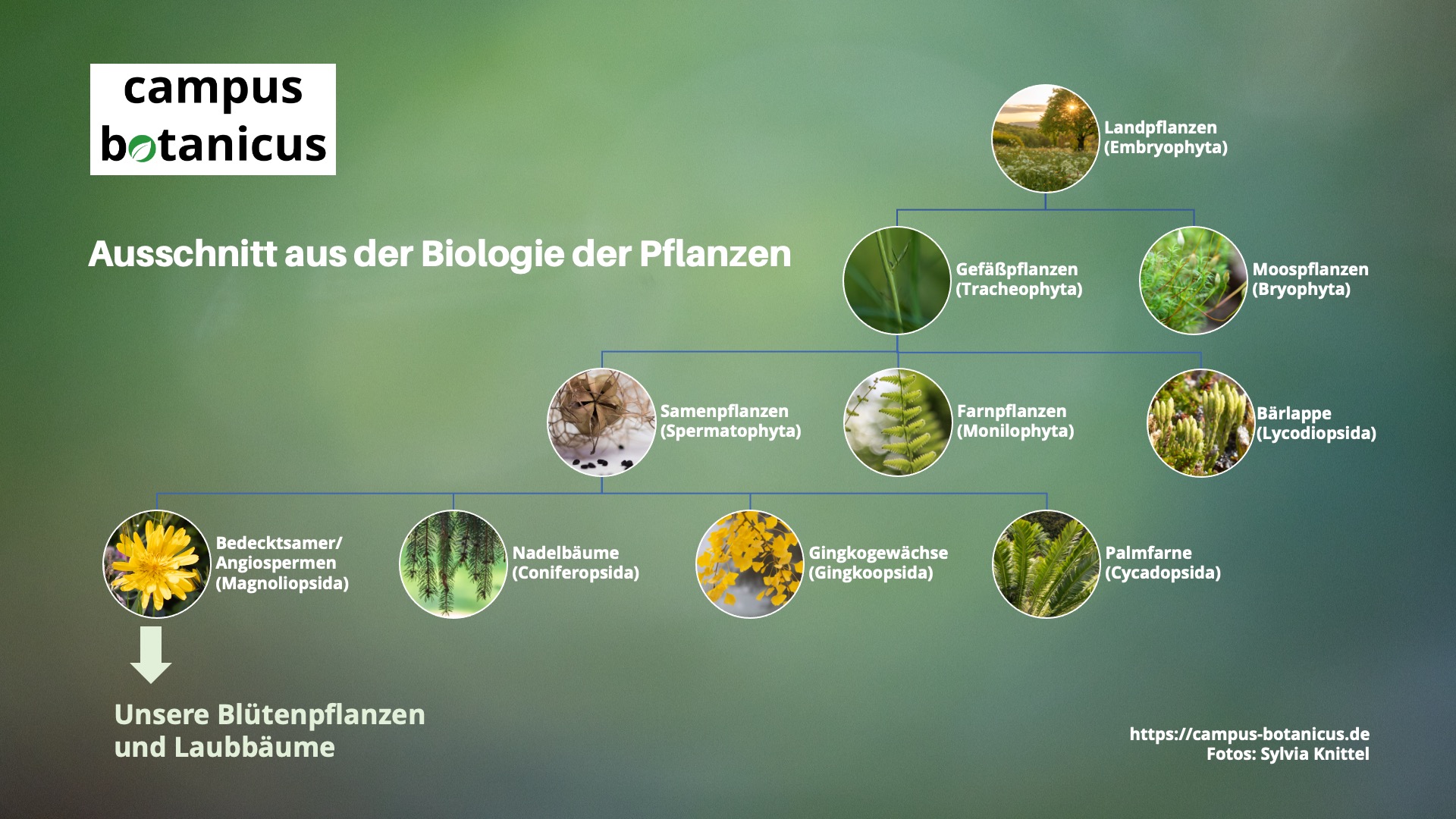 Ausschnitt aus der Biologie der Pflanzen, Grafik: Sylvia Knittel
