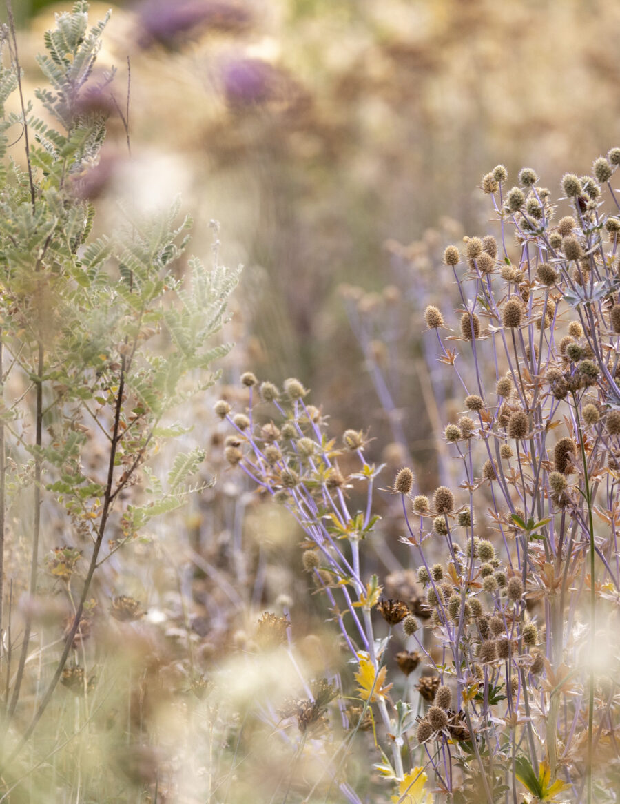 Nachtigallenhof Garten Foto: Sylvia Knittel,
