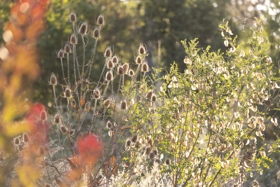 Nachtigallenhof Garten Foto: Sylvia Knittel,