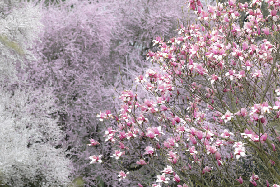 Garten der Universität Hohenheim, Magnolie und Kirsche. Foto: Sylvia Knittel