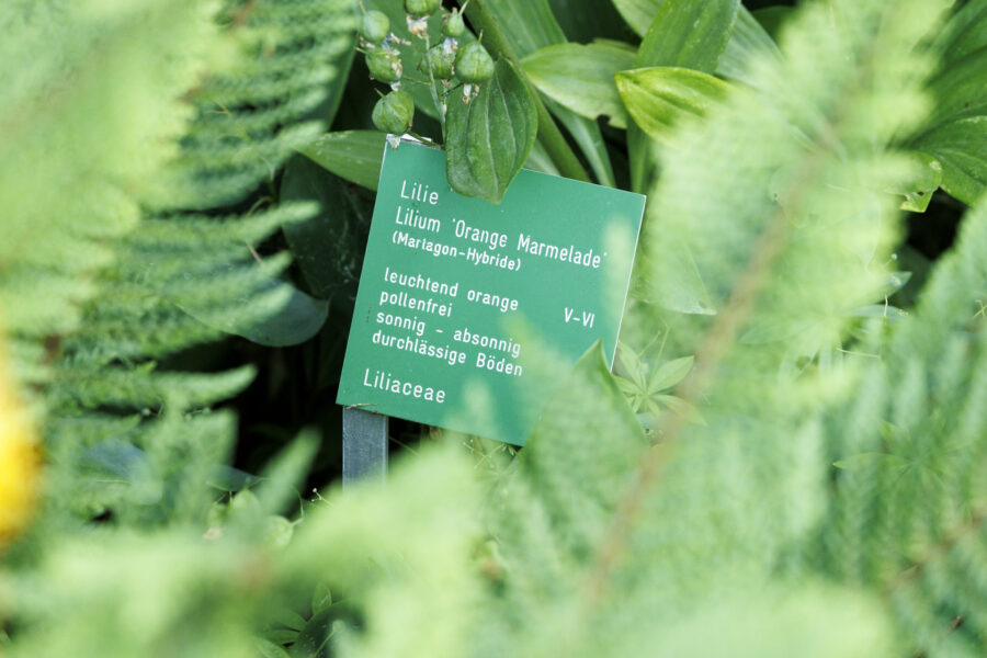 Sortenschild Pflanze Foto: Sylvia Knittel