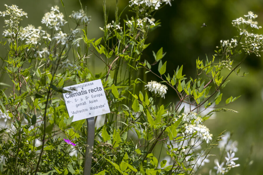 Botanische Nomenklatur: Familie: Ranunculaceae, Gattung: Clematis, Art: recta - Foto: Sylvia Knittel