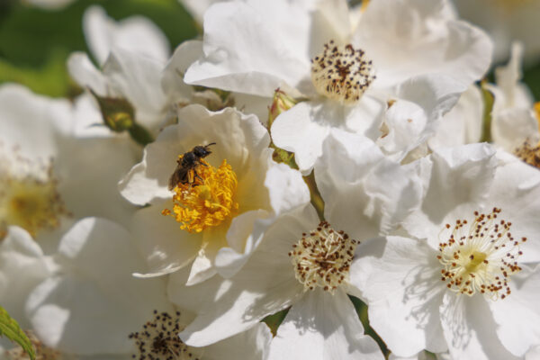 Wildbiene an Rose, Foto: Sylvia Knittel