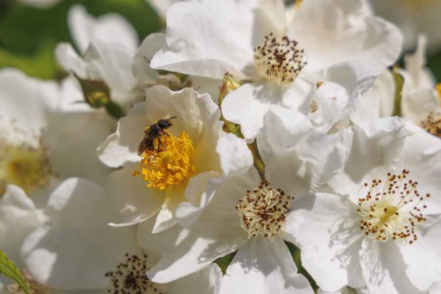 Wildbiene an Rose, Foto: Sylvia Knittel