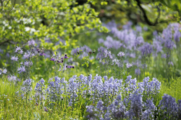 Foto: Sylvia Knittel, Hermannshof, Hyacinthoides hispanica, Hasenglöckchen, Aquilegia, Akelei, Camassia leichtlinii 'Caerula'