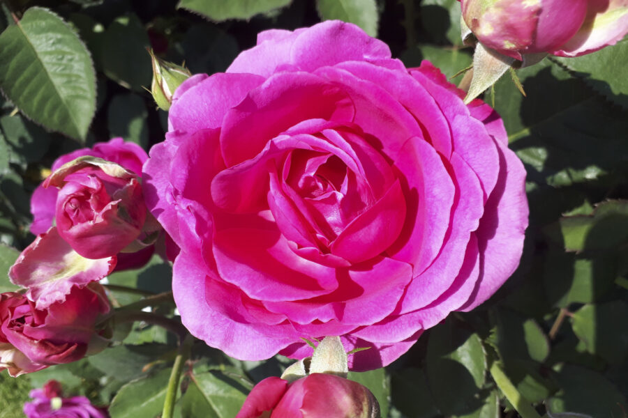 Die Rose 'Laudatio' von Noack, Foto: Klaus Körber