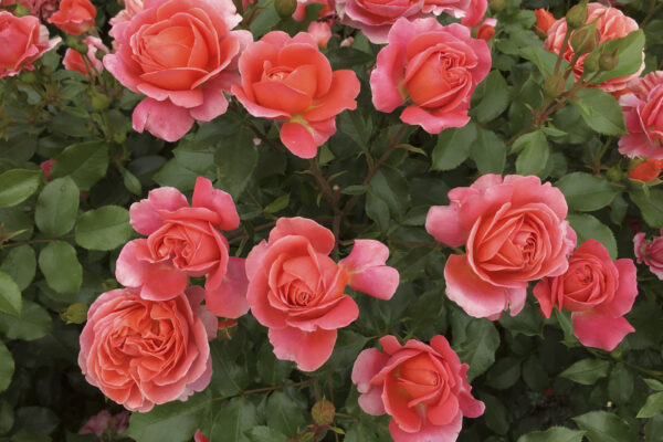 Die Rose 'Theodor Fontane' von Tantau, Foto: Klaus Körber