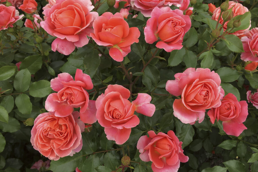 Die Rose 'Theodor Fontane' von Tantau, Foto: Klaus Körber