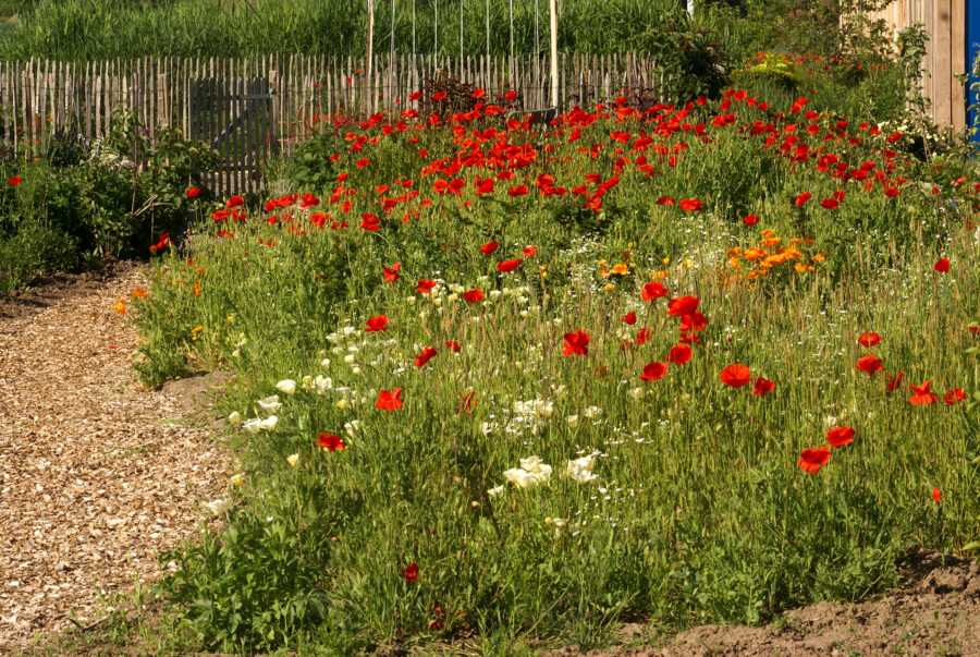 Foto: Till Hofmann, Die Staudengärtnerei, Klatschmohn, Papaver rhoeas