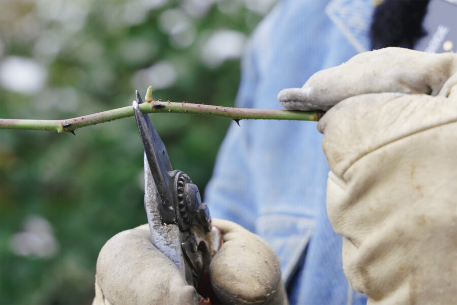 Rosen schneiden, Rosenschnitt, Werner Ruf