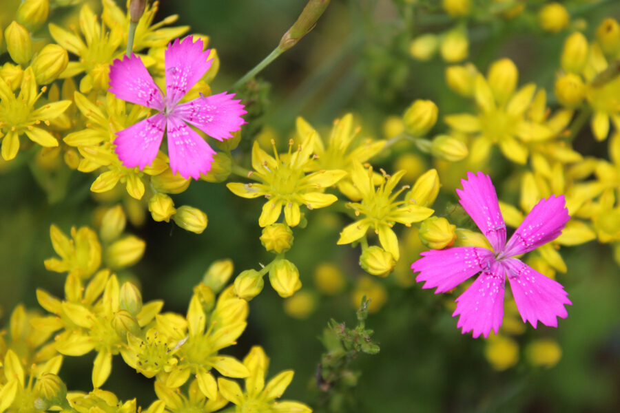 Foto: Karin Stottmeister, Heidenelke und Sedum, Naturgarten