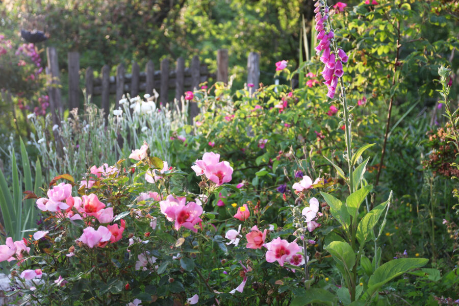 Foto: Dorothea Steffen, Blackbox Gardening