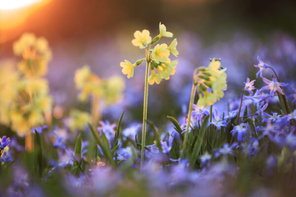 Foto: Sylvia Knittel