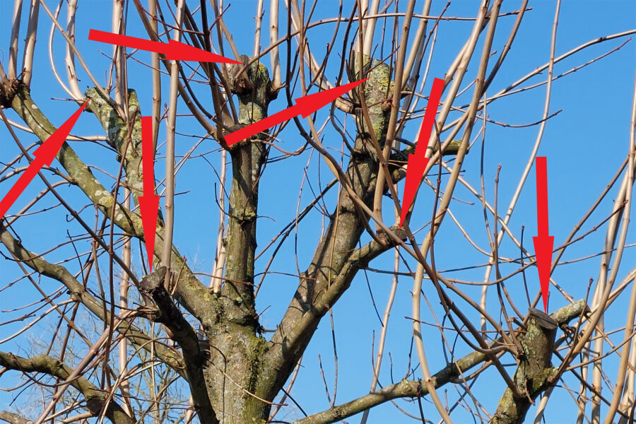 Foto: Barbara Gerlach, Kappungsschnitt